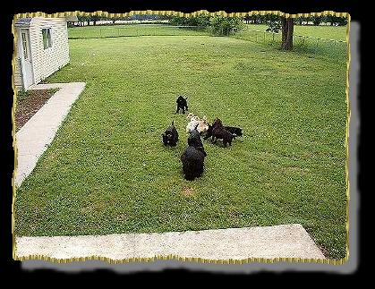 The Hoodlums playing ball in the back yard